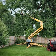 Best Tree Removal  in Collings Lakes, NJ