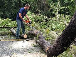 Best Palm Tree Trimming  in Collings Lakes, NJ
