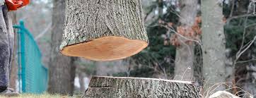 Best Tree Trimming and Pruning  in Collings Lakes, NJ