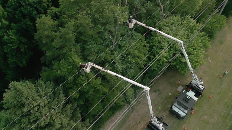 Best Tree Health Inspection  in Collings Lakes, NJ
