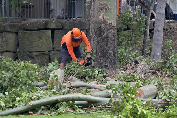 Best Tree Cabling and Bracing  in Collings Lakes, NJ